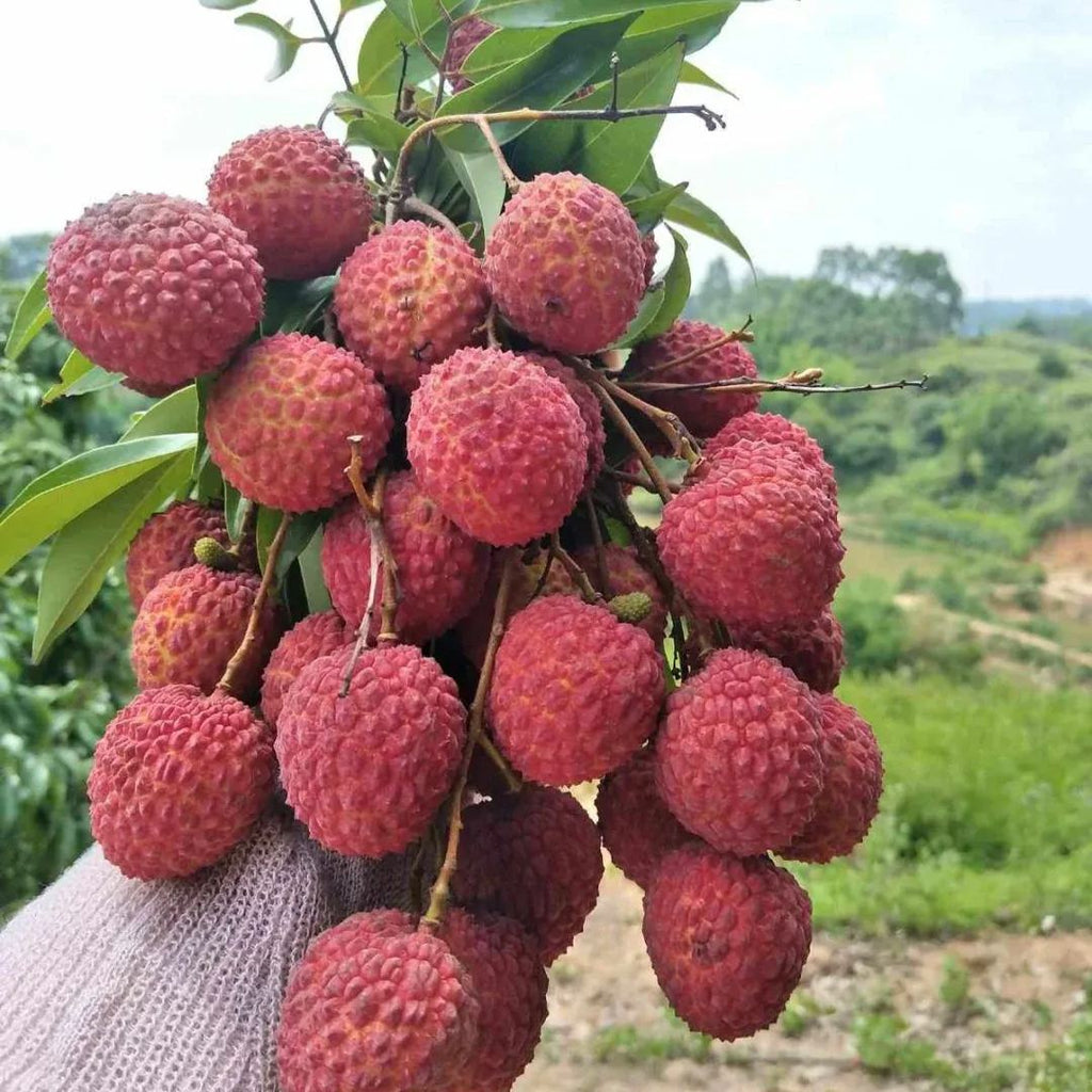 Fragrant Lychee Seeds | Cold-Tolerant Sweet Variety