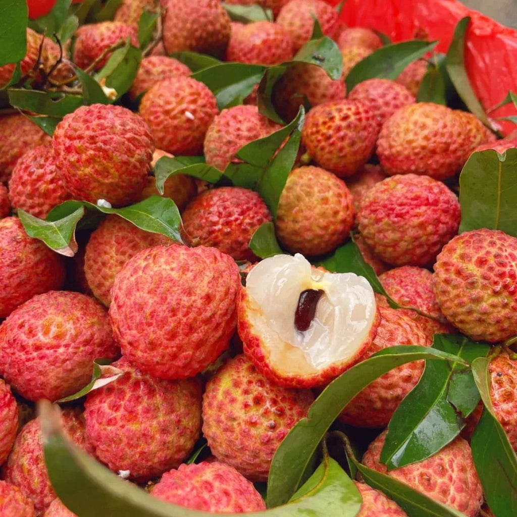 Fragrant Lychee Seeds | Cold-Tolerant Sweet Variety