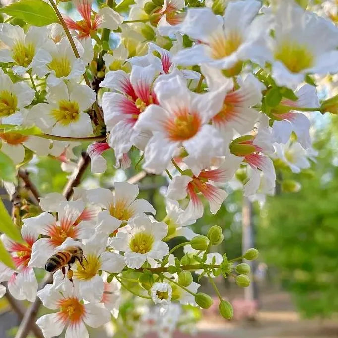 Xanthoceras sorbifolium Seeds | Chinese Flowering Chestnut