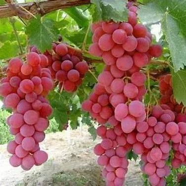 Sweet Sapphire Grape Seeds | Unique Finger-like Variety
