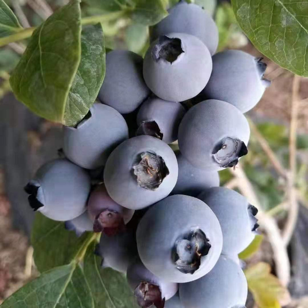 Large-Fruit Potted Blueberry Seeds | Quick-Harvest Superberry
