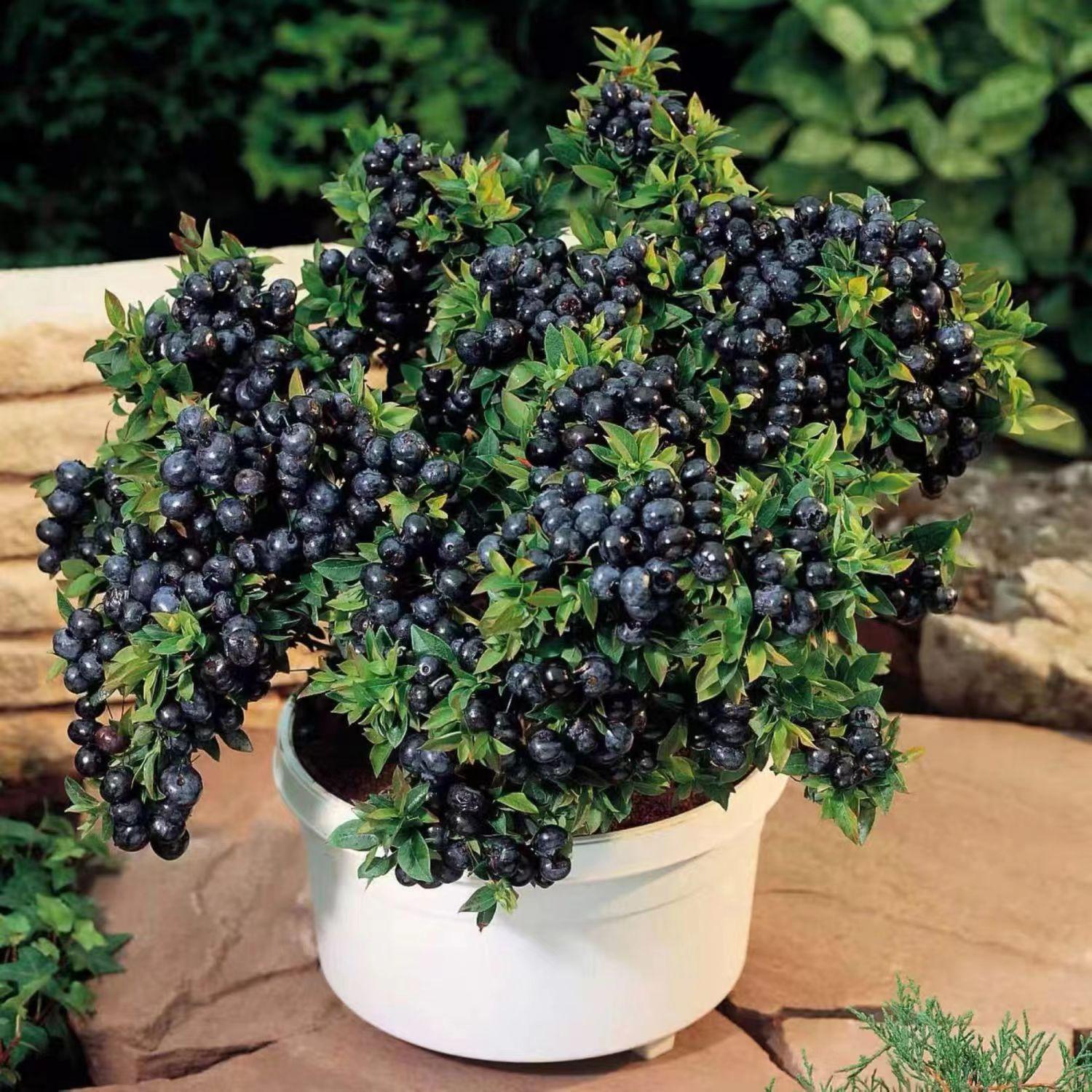 Large-Fruit Potted Blueberry Seeds | Quick-Harvest Superberry