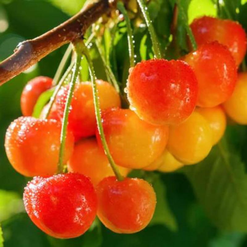 Rainier Cherry Seeds | Premium Sweet Cherry Variety