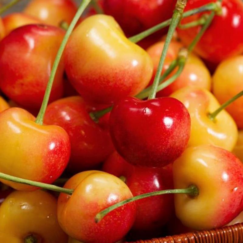 Rainier Cherry Seeds | Premium Sweet Cherry Variety