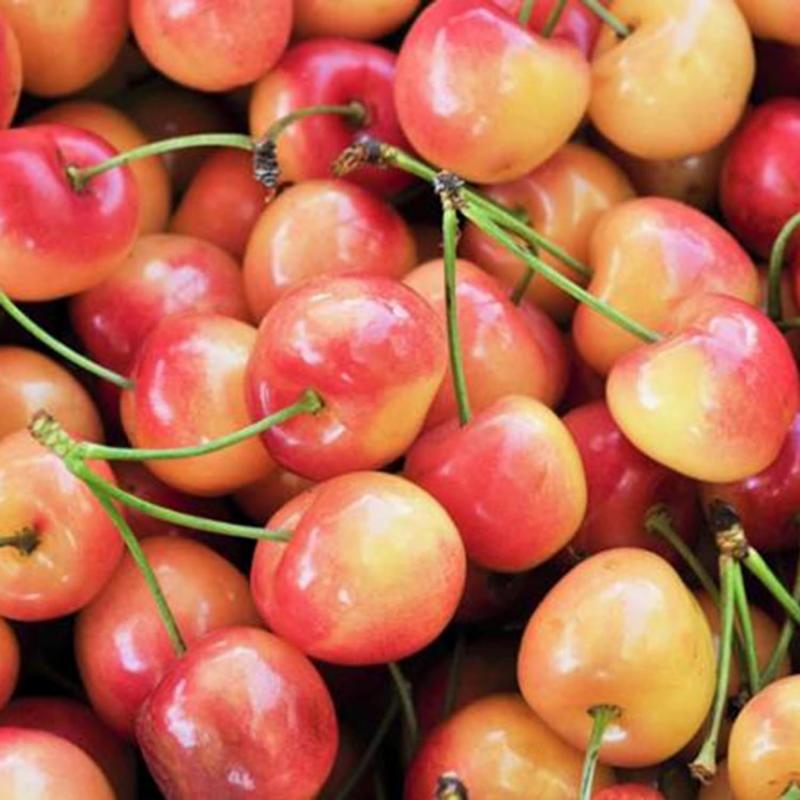 Rainier Cherry Seeds | Premium Sweet Cherry Variety