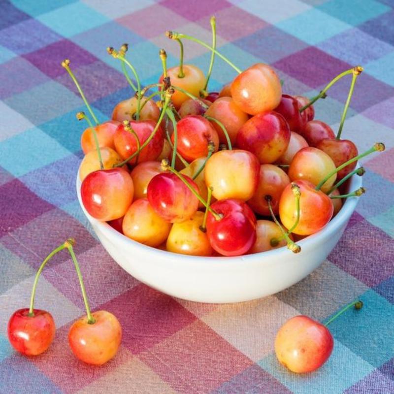 Rainier Cherry Seeds | Premium Sweet Cherry Variety
