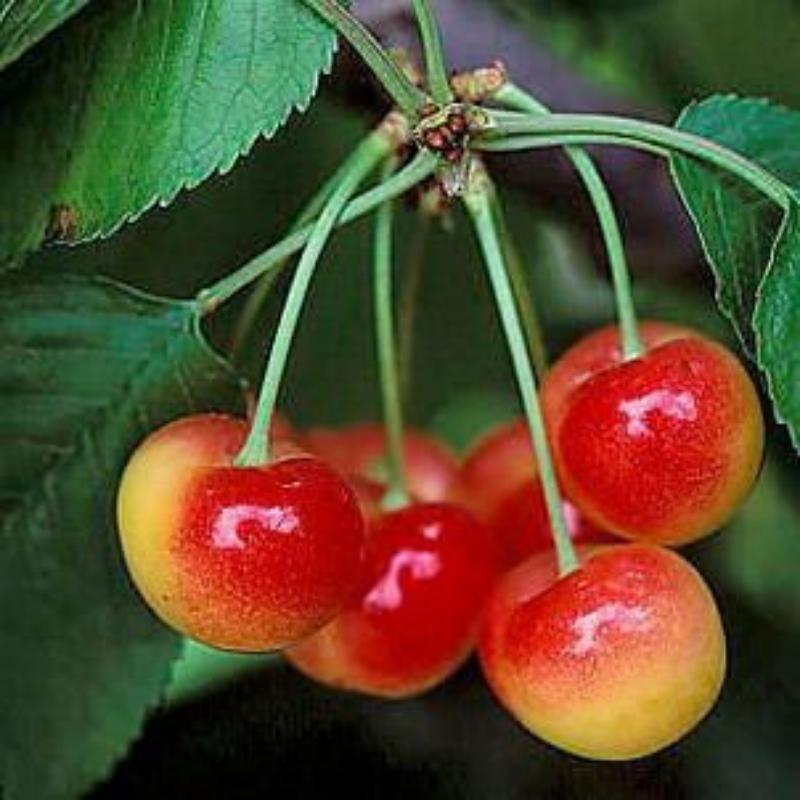 Rainier Cherry Seeds | Premium Sweet Cherry Variety